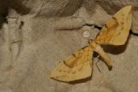 Gandaritis pyraliata