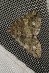Hydriomena furcata