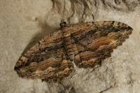 Philereme transversata