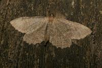 Philereme vetulata