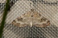 Pterapherapteryx sexalata