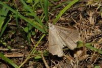 Scotopteryx luridata/mucronata