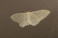 Idaea aversata