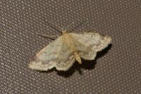 Idaea biselata