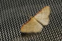 Idaea humiliata