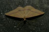 Rhodostrophia calabra
