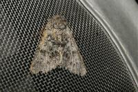 Acronicta auricoma