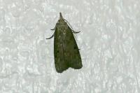 Aphomia sociella