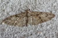 Eupithecia abbreviata