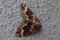 Lampropteryx suffumata