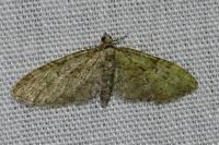 Eupithecia abbreviata