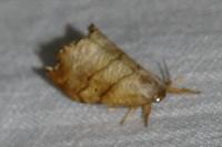 Falcaria lacertinaria