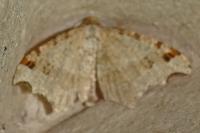 Macaria alternata