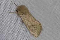 Orthosia cruda
