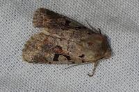 Orthosia gothica