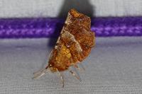 Selenia dentaria