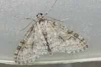Trichopteryx carpinata