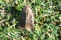 Orthosia gothica