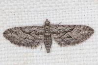 Eupithecia oxycedrata