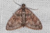 Thera obeliscata