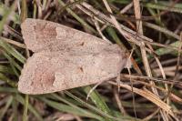 Ammoconia caecimacula