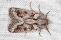 Episema glaucina