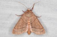 Mesogona acetosellae