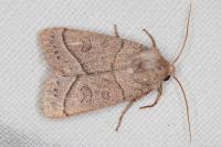 Mesogona acetosellae