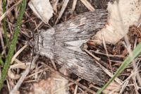 Scotochrosta pulla