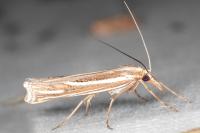 Ancylolomia tentaculella / disparalis