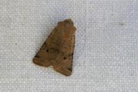 Spudaea ruticilla