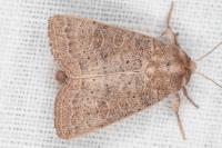 Hoplodrina ambigua/blanda