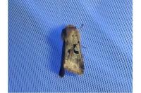 Orthosia gothica