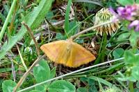 Lythria purpuraria