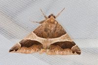 Dysgonia algira
