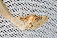 Idaea filicata