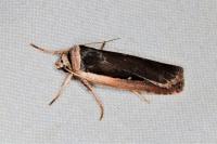Ochropleura leucogaster