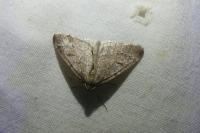 Theria primaria