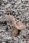 Orthosia gothica