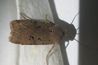 Conistra rubiginosa