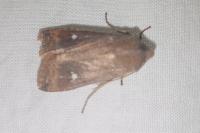 Eupsilia transversa