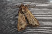 Peridroma saucia