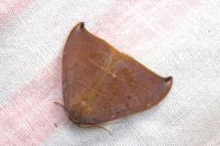 Watsonalla uncinula