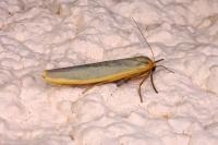 Manulea complana