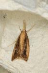 Chilo phragmitellus