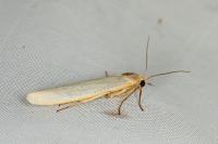 Eilema caniola