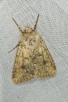 Anarta stigmosa atlantica