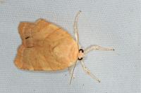 Noctua fimbriata