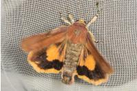 Noctua janthe