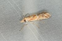 Ancylosis cinnamomella